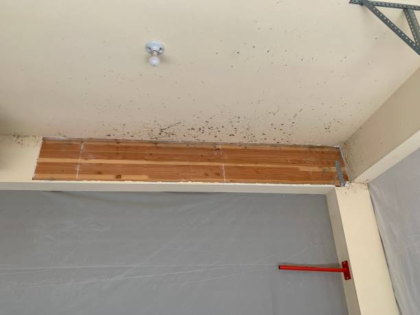 Best Mold Odor Removal Services  in The Village Of Indian Hill, OH