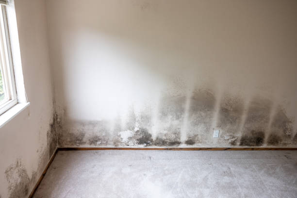 Best Asbestos and Lead Testing During Mold Inspection  in The Village Of Indian Hill, OH