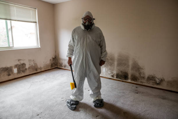 Best Black Mold Removal  in The Village Of Indian Hill, OH